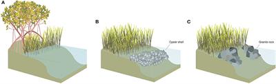 Coming to Terms With Living Shorelines: A Scoping Review of Novel Restoration Strategies for Shoreline Protection